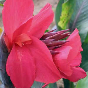 CANNA 'Felix Roux'