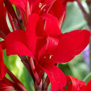 CANNA ‘Flamenco’