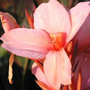 CANNA 'La Gloire'