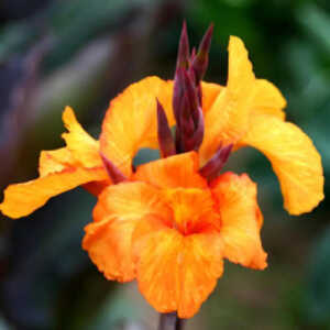 CANNA 'Liberté'