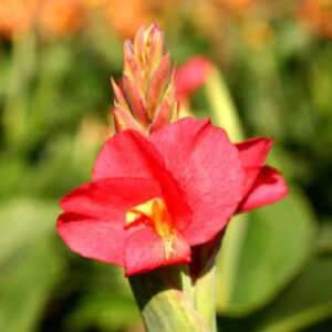 CANNA 'Prince Charmant