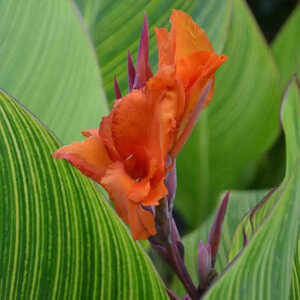 CANNA 'Pretoria'