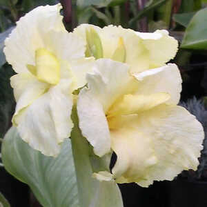 CANNA 'Puck'