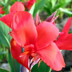 CANNA 'Red Cherry'