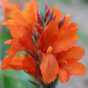 CANNA Saumur