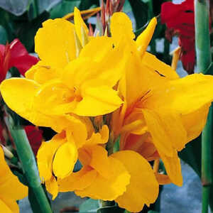 CANNA 'Salsa'