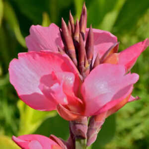 CANNA 'Tropical Blanc'