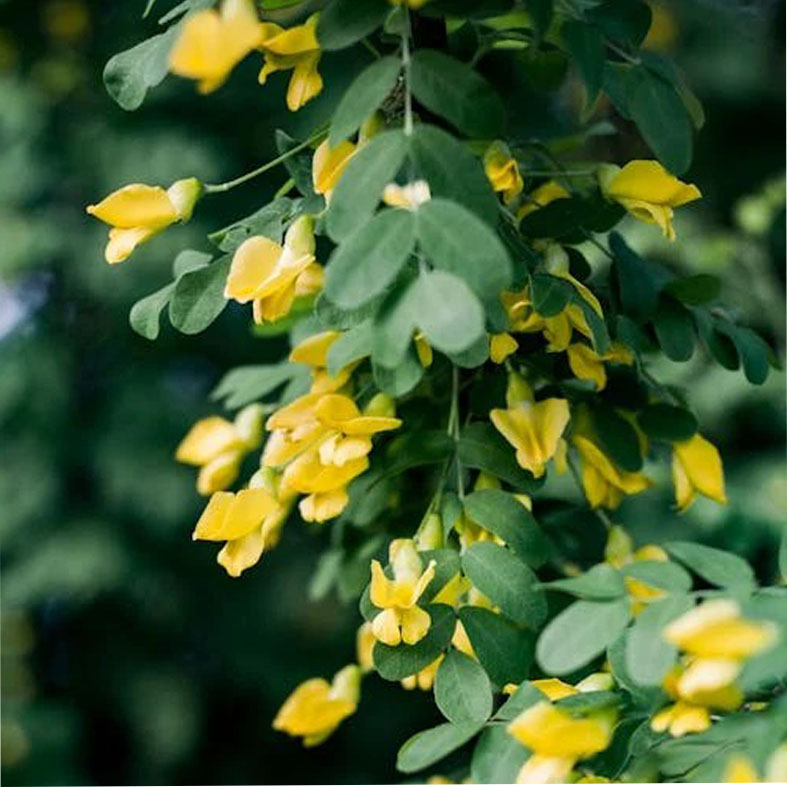 CARAGANA arborescens