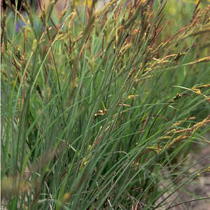 CAREX berggrenii