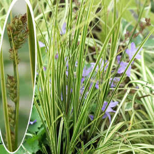 CAREX brunnea 'Variegata'