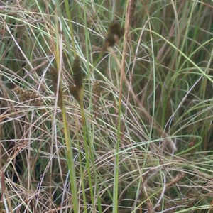 CAREX buchananii 'Viridis'