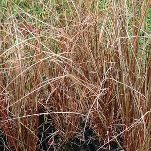 CAREX buchananii