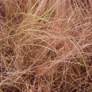 CAREX comans 'Bronze Form'