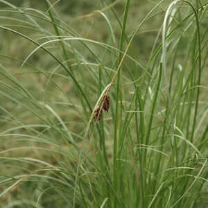 CAREX comans 'Frosted Curls'