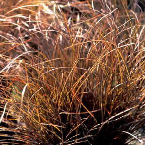 CAREX comans 'Kupferflamme'