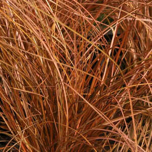 CAREX comans 'Milk Chocolate'