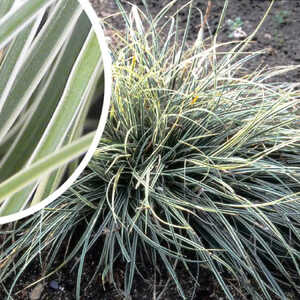 CAREX conica 'Snowline'