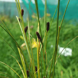 CAREX dipsacea