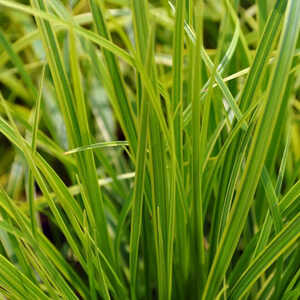 CAREX dolichostachya 'Kaga-nishiki'