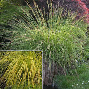 CAREX elata 'Aurea'