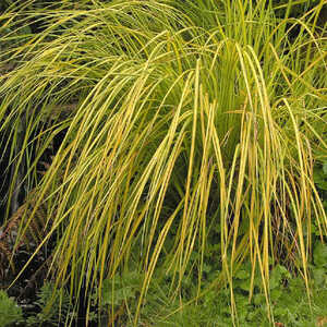 CAREX elata 'Aurea'