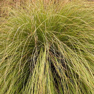 CAREX flagellifera 'Kiwi'