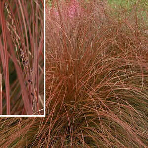 CAREX flagellifera