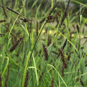 CAREX glorica