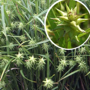 CAREX grayi