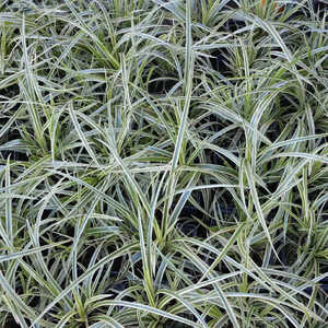 CAREX morrowii 'Ice Dance'