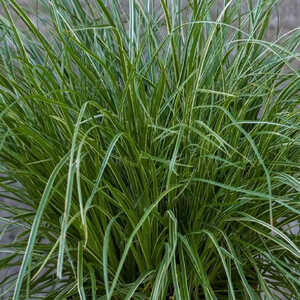 CAREX montana 'Raureif'