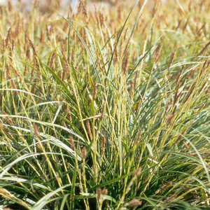 CAREX morrowii 'Variegata'