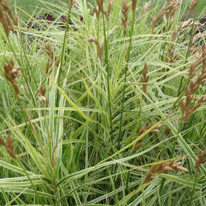 CAREX muskingumensis 'Silberstreif'