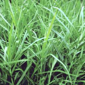 CAREX muskingumensis