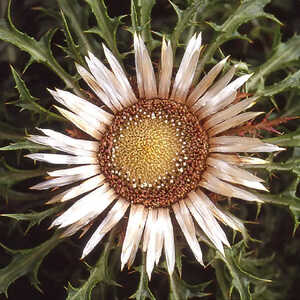 CARLINA acaulis ssp simplex