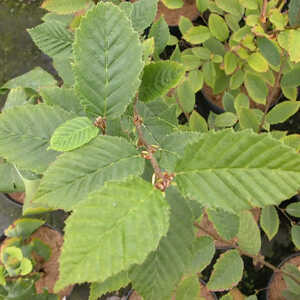 CARPINUS betulus 'Frans Fontaine'