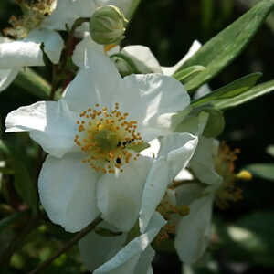 CARPENTERIA californica 'Bodnant'