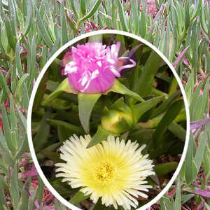 CARPOBROTUS edulis