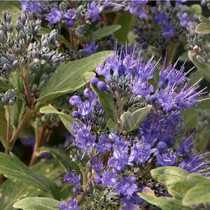 CARYOPTERIS x clandonensis 'Grand Bleu' (='Inoveris')