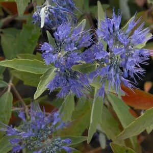 CARYOPTERIS x clandonensis 'Heavenly Blue'