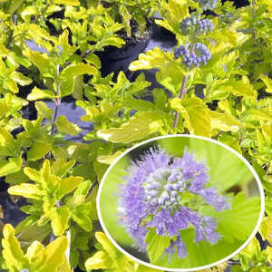 CARYOPTERIS x clandonensis 'HINT OF GOLD'®