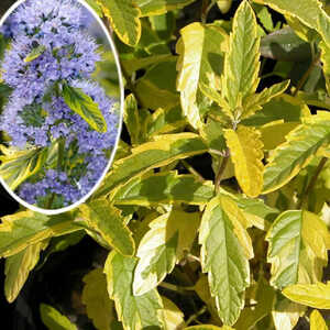 CARYOPTERIS x clandonensis 'Summer Sorbet'®