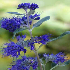 CARYOPTERIS x clandonensis 'THETIS'®