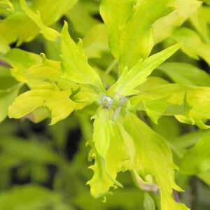 CARYOPTERIS x clandonensis ' Worcester Gold'