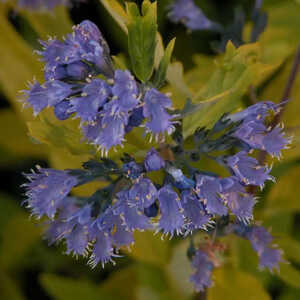 CARYOPTERIS x clandonensis ' Worcester Gold'