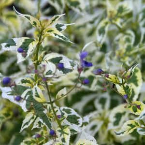 CARYOPTERIS divaricata 'Electrum'