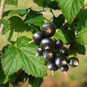 CASSISSIER 'Géant de Boskoop' (RIBES nigrum)