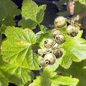 CASSISSIER 'Ojeblanc' (RIBES nigrum)