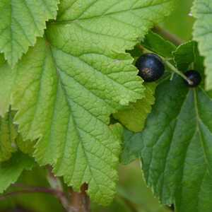 CASSISSIER 'Tradimel' (RIBES nigrum )