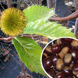 CASTANEA sativa 'Marigoule'